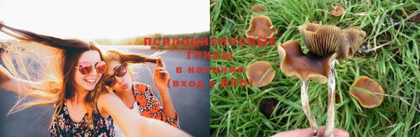 шишки Осташков